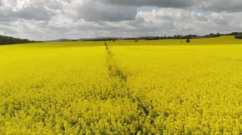Flight over canola field Stock Footage 49899796