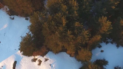 Flight over the canopy of coniferous trees Stock-Footage 80081328