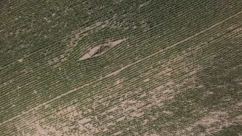 Flight over cereal field at summer. 動画素材 91833905