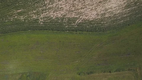 Flight over cereal field at summer. Vídeo Stock 91835547