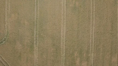 Flight over cereal field at summer. Video stock 91839923