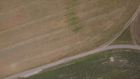 Flight over cereal field at summer. Stock-Footage 91854366