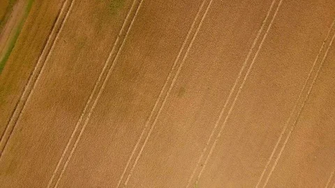 Flight over cereal field at summer. 4k aerial drone footage. Stock Footage 94555018