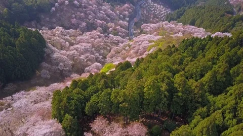 Flight over cherry tree flowers forest Vídeo Stock 92386465