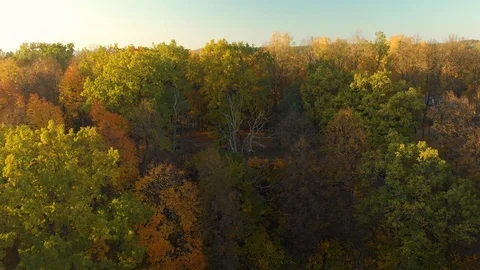 Flight over city park full of trees with orange and yellow autumn foliage Stock-Footage 115783608