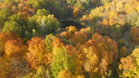 Flight over city park full of trees with orange and yellow autumn foliage 스톡 동영상 202089201