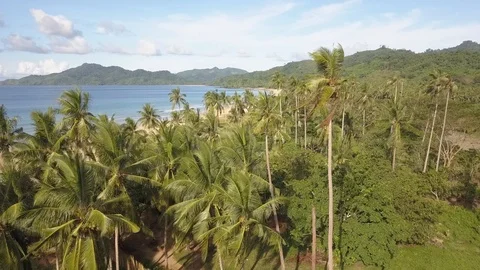 Flight over coconut palms blowing in the wind lining a tropical beach Stock Footage 91274866