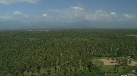 Flight over coconut plantation Video stock 546835
