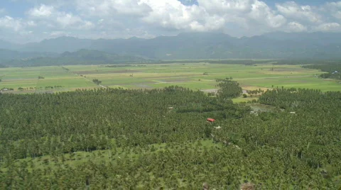 Flight over coconut plantation Video stock 546896