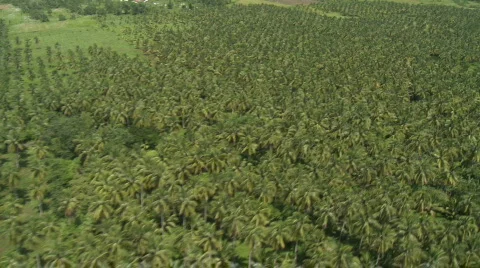 Flight over coconut plantation Video stock 549904