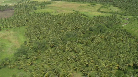Flight over coconut plantation Stock Footage 549952