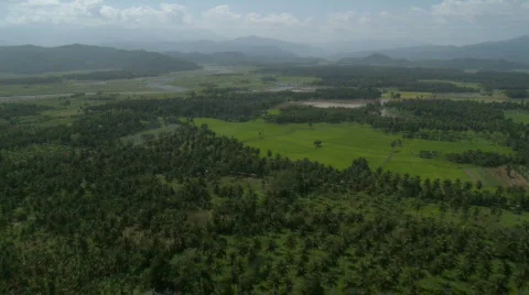 Flight over coconut plantation Video stock 554101
