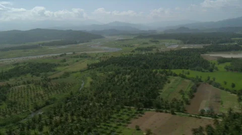 Flight over coconut plantation Video stock 554231