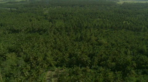 Flight over coconut plantation Video stock 558952