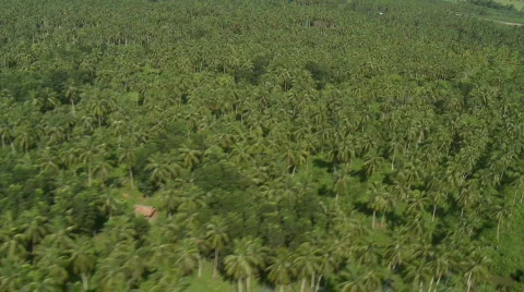 Flight over coconut plantation Video stock 559643
