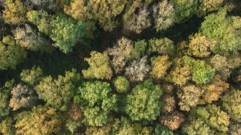 Flight over colorful forest Stock Footage 169657832