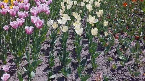 Flight over colorful tulips Stock Footage 101653246