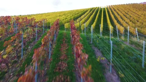 Flight over a colorful vineyard Stock Footage 164718677