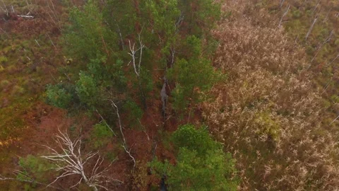 Flight over colorfull forest, vertical view from above Stock Footage 157589984