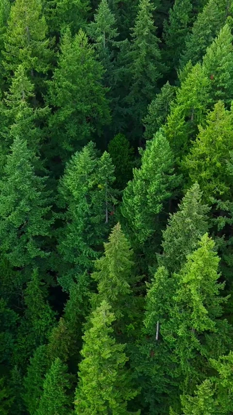 Flight over the coniferous forest. Canada Stock Footage 314893343