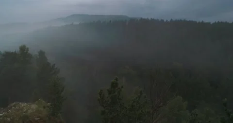 Flight over coniferous forest at dawn in summer. Bird flew close Stock Footage 167646028