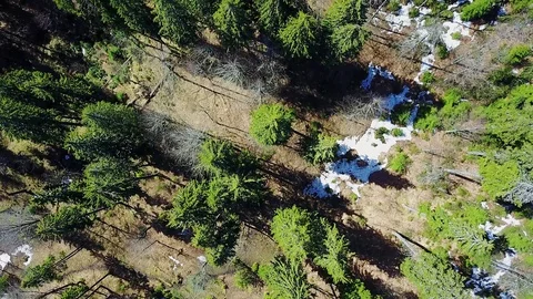 Flight over the coniferous forest in the springtime Stock Footage 107936209