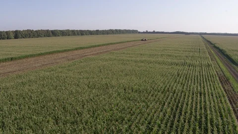 Flight over corn across field Stock-Footage 123775535