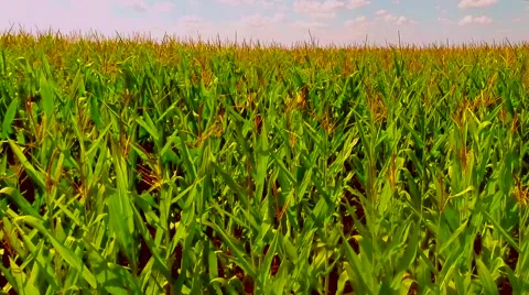 Flight over the corn field - aerial view 009 Stock Footage 40336765