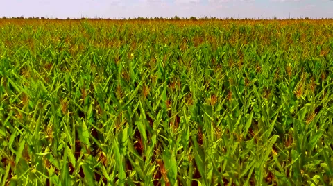 Flight over the corn field - aerial view 010 스톡 동영상 40336767