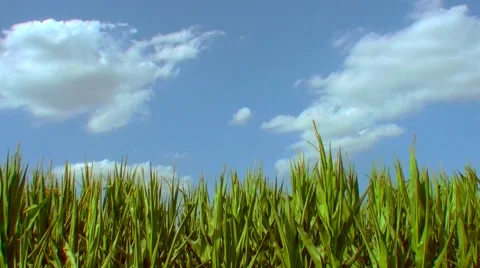 Flight over the corn field - the final crop - aerial view 014 Stock Footage 45952304