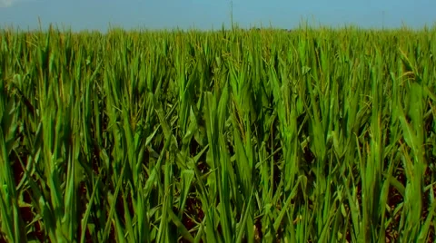 Flight over the corn field - the final crop - aerial view 022 Stock Footage 45952838