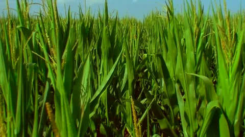 Flight over the corn field - the final crop - aerial view 015 Stock Footage 45952935