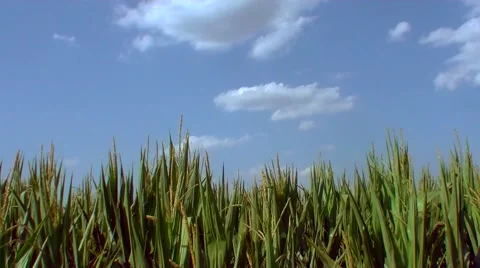 Flight over the corn field - the final crop - aerial view 011 스톡 동영상 45952938