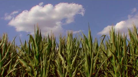 Flight over the corn field - the final crop - aerial view 018 Stock Footage 45953497