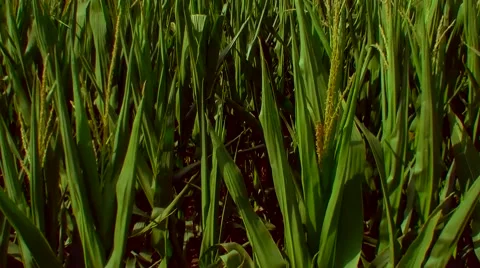 Flight over the corn field - the final crop - aerial view 06 库存影片 45986656