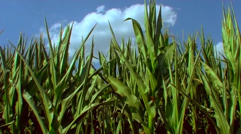 Flight over the corn field - the final crop - aerial view 05 Vidéo 45986670