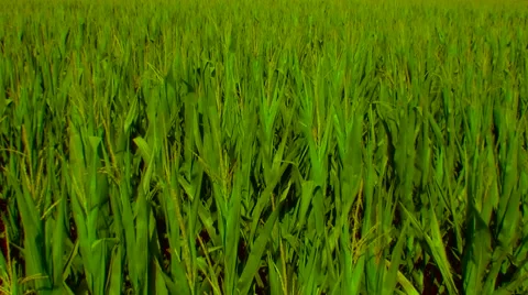 Flight over the corn field - the final crop - aerial view 04 库存影片 45986676
