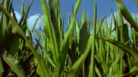 Flight over the corn field - the final crop - aerial view 03 Vidéo 45986693