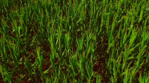 Flight over the corn field - the final crop - aerial view 02 Vidéo 45986703