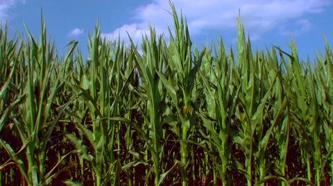 Flight over the corn field - the final crop - aerial view 01 库存影片 45986705