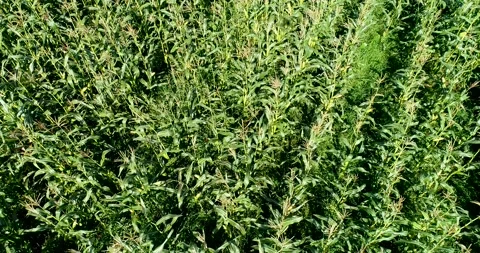 Flight over the corn field Stock Footage 95227289