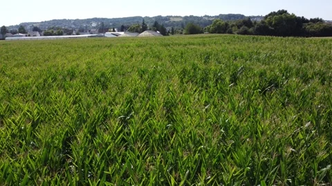 Flight over a corn field Stock Footage 283168970