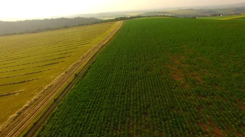 Flight over the corn field in sunrise. Stock Footage 64546701