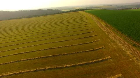 Flight over the corn field in sunrise. Stock Footage 64546702