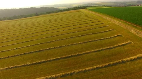 Flight over the corn field in sunrise. Stock Footage 64546710