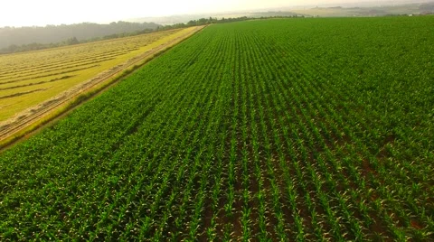 Flight over the corn field in sunrise. Stock Footage 64546759