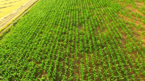 Flight over the corn field in sunrise. Stock Footage 64546772