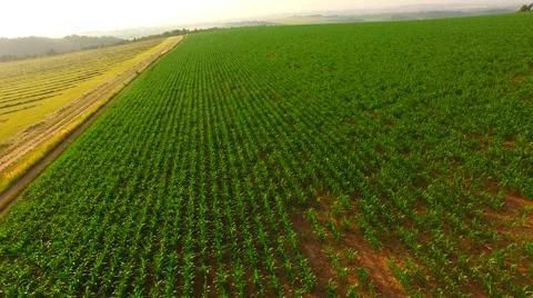 Flight over the corn field in sunrise. Stock Footage 64546817