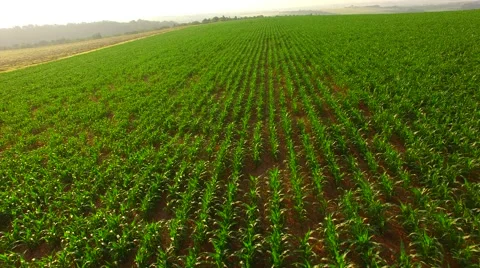 Flight over the corn field in sunrise. Stock Footage 64546830