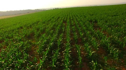 Flight over the corn field in sunrise. Stock Footage 64546833